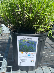 Lavender