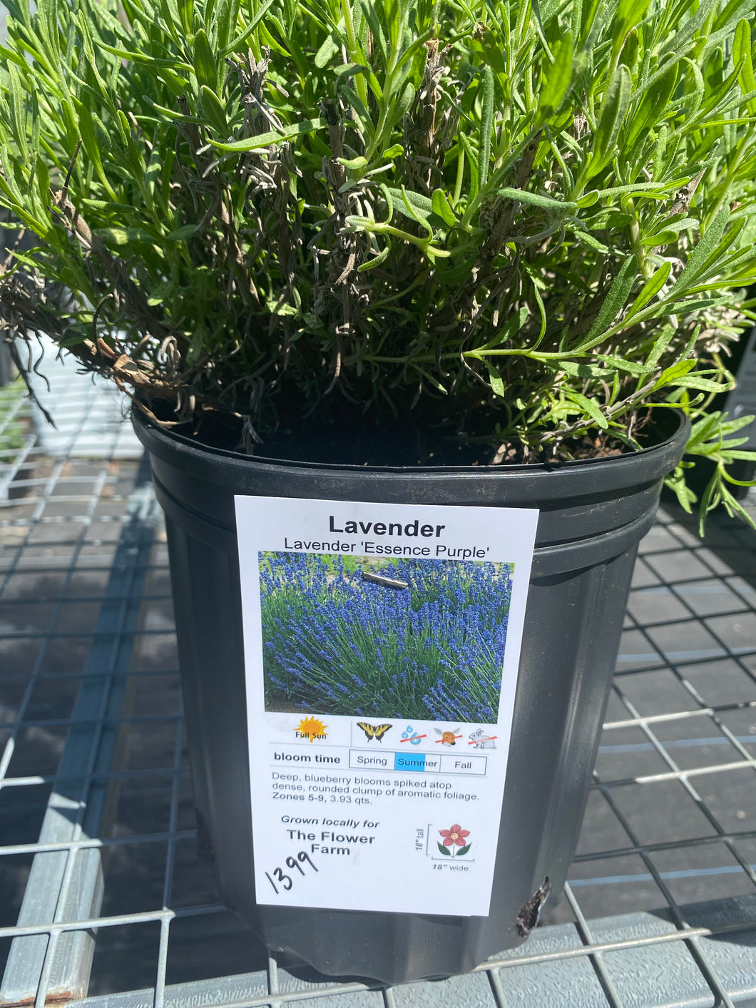 Lavender