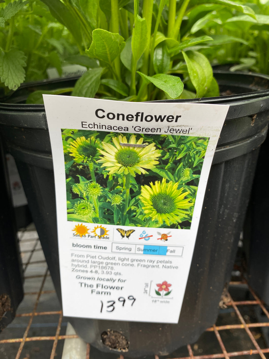 Coneflower