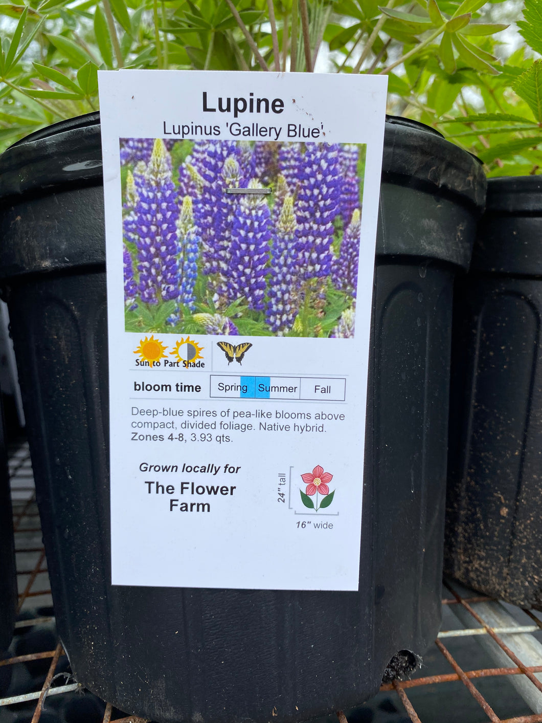 Lupine