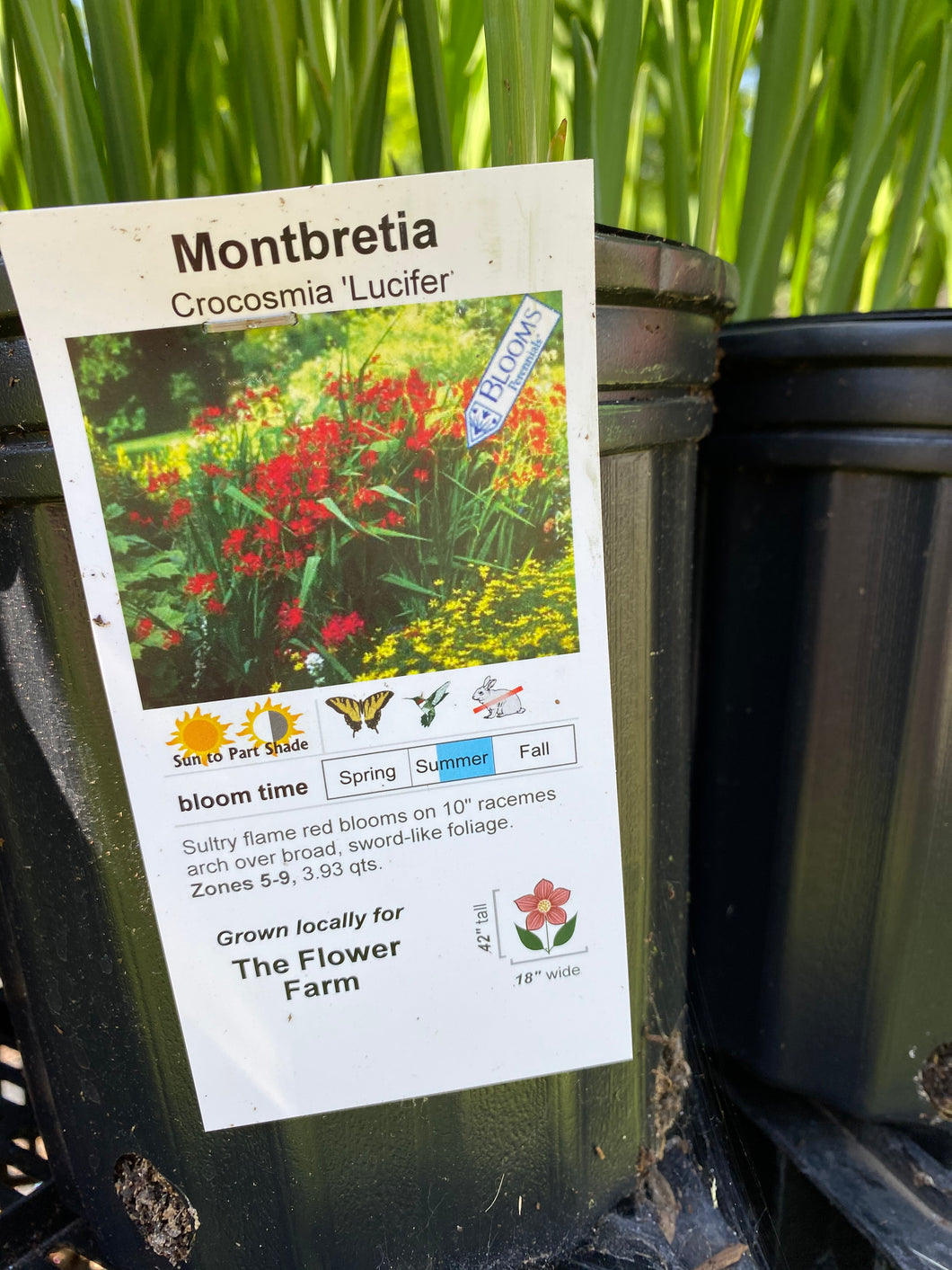 Montbretia Lucifer