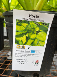 Hosta