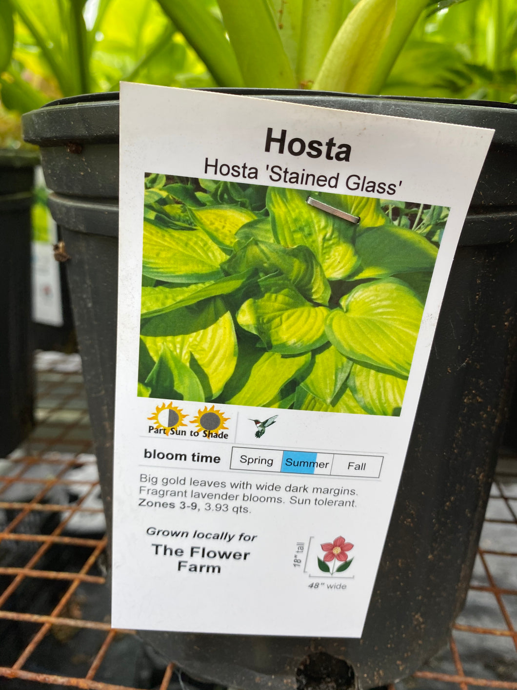 Hosta