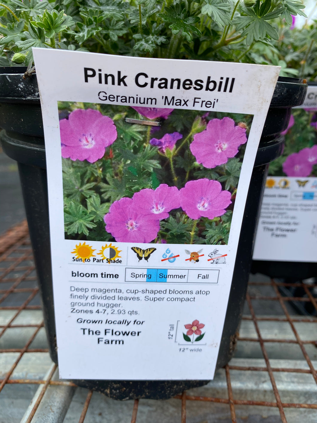 Geranium