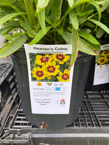 Coreopsis sunkiss