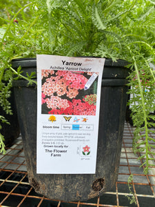 Yarrow