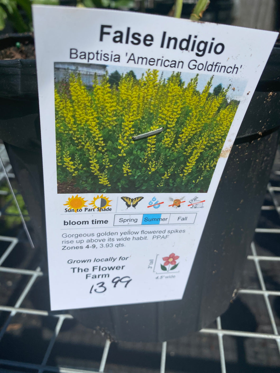 Baptisia