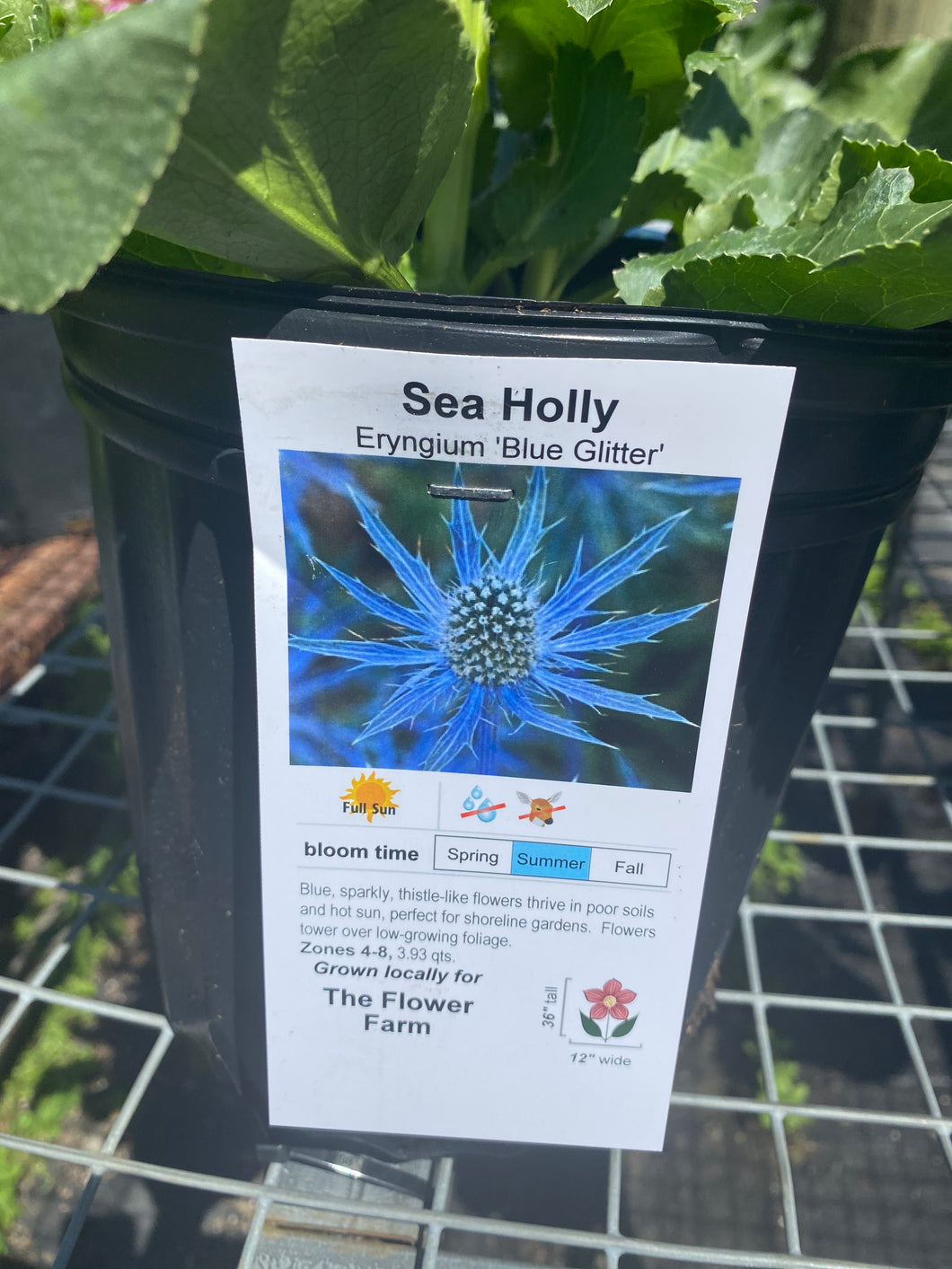 Sea Holly