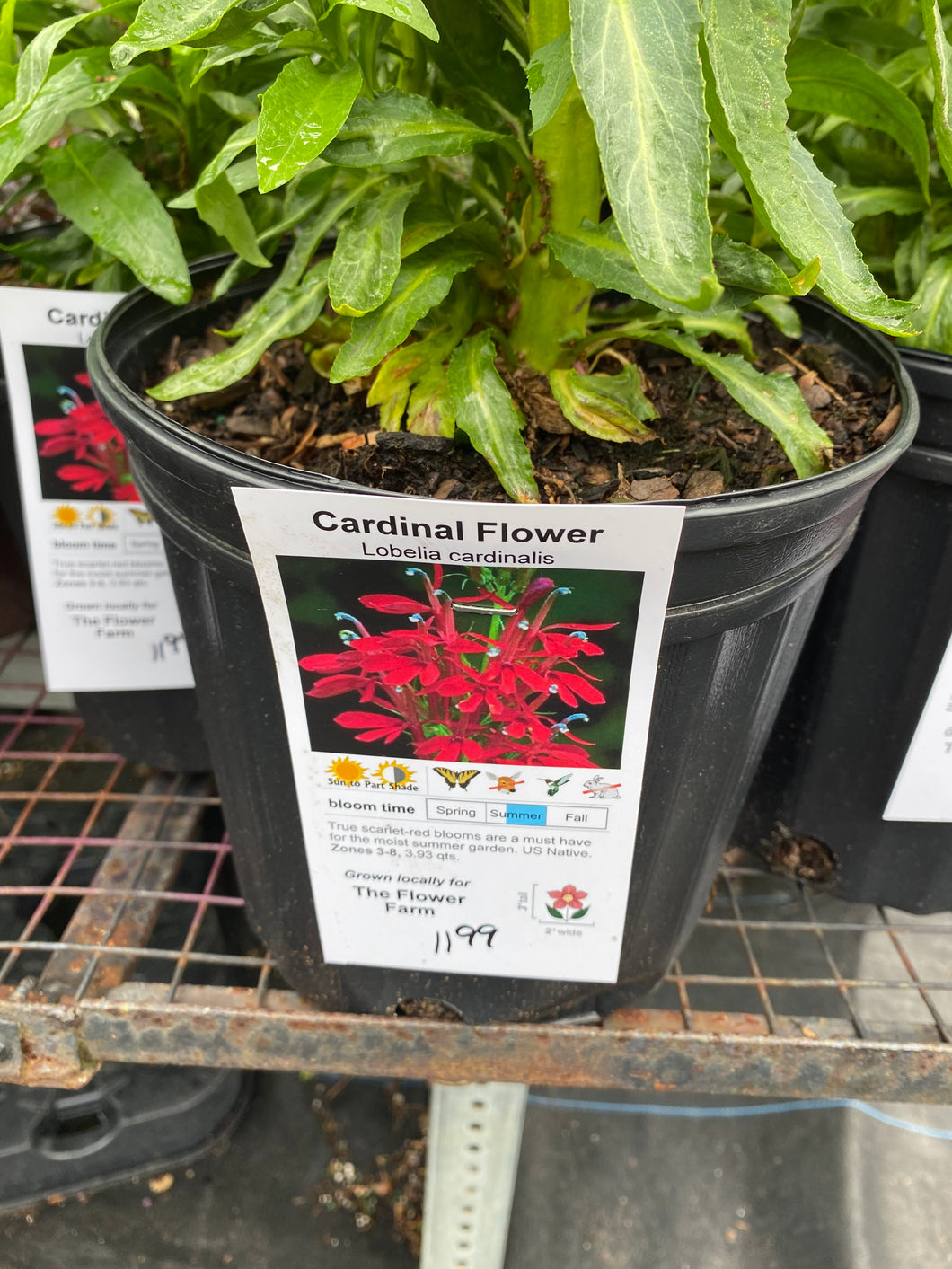 Cardinal Flower