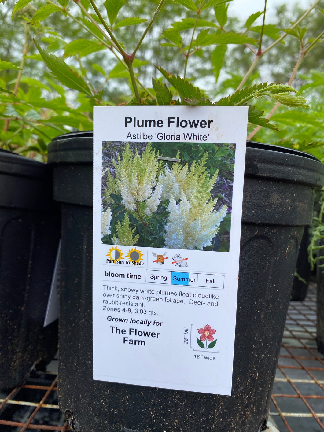 Plume Flower