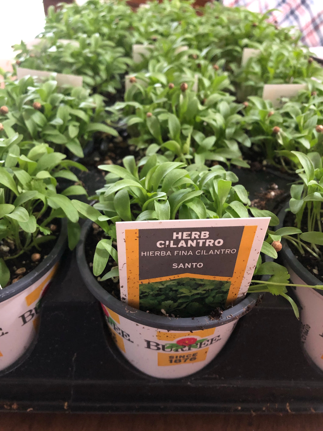 Cilantro