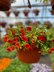 10” Calibrachoa Hanging Basket