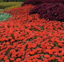Load image into Gallery viewer, Quart Sunpatiens
