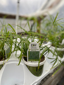 Proven Winners Graceful Grasses