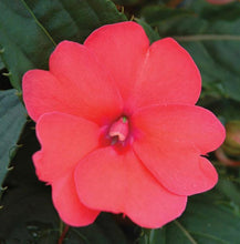 Load image into Gallery viewer, Quart Sunpatiens
