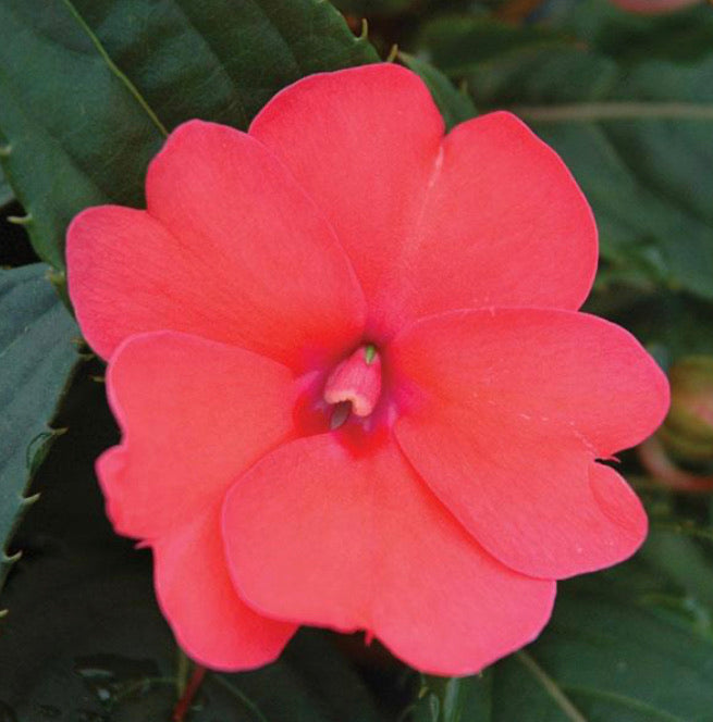 Quart Sunpatiens