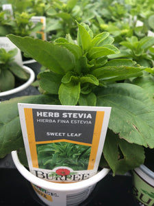 Stevia