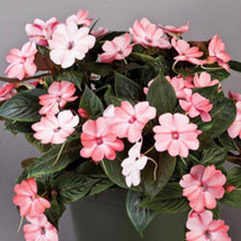 Load image into Gallery viewer, Quart Sunpatiens

