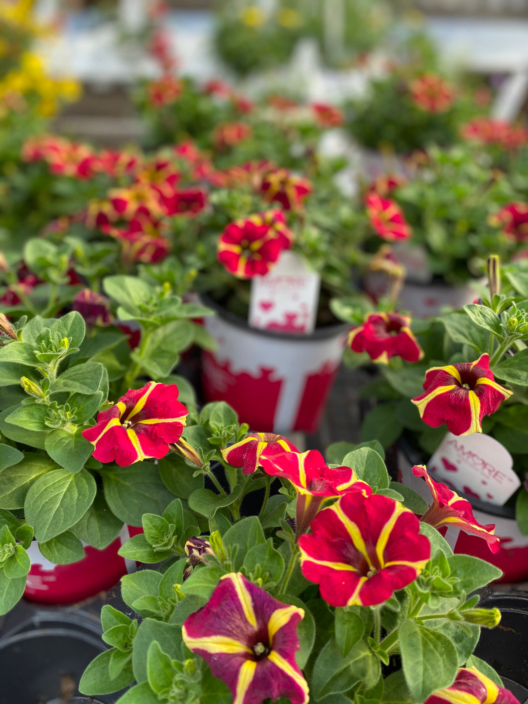 Amore 1 Gallon Petunia
