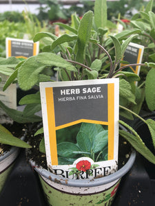 Sage