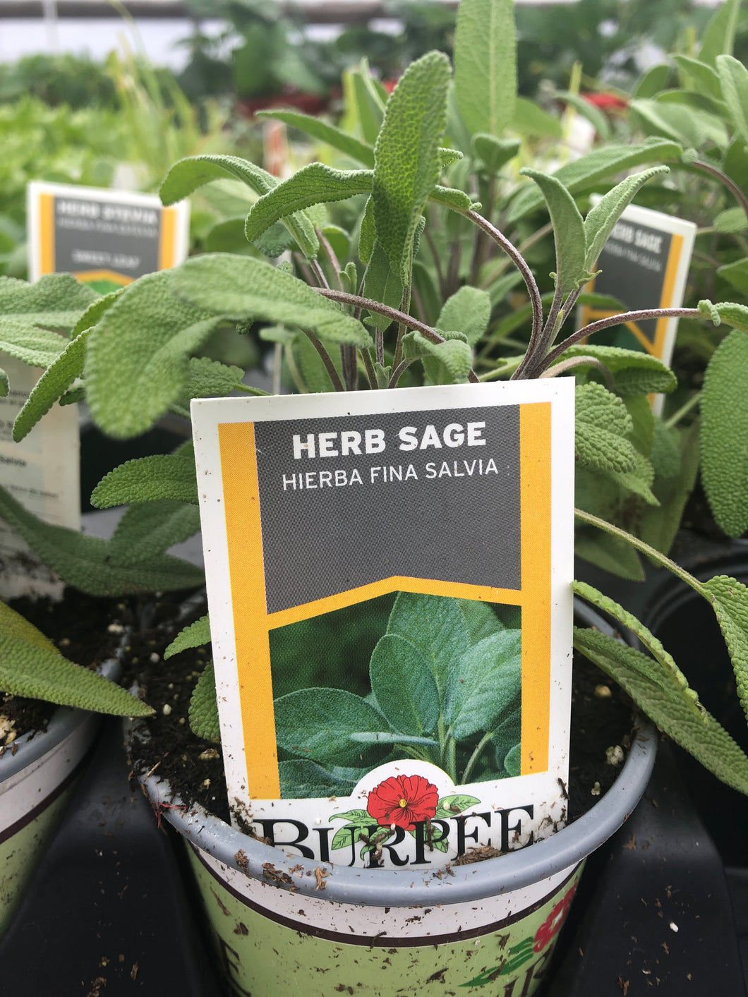 Sage