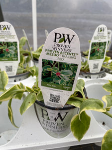 Proven Winners Livingstone Daisy