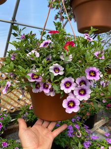 12” Mixed Hanging Basket