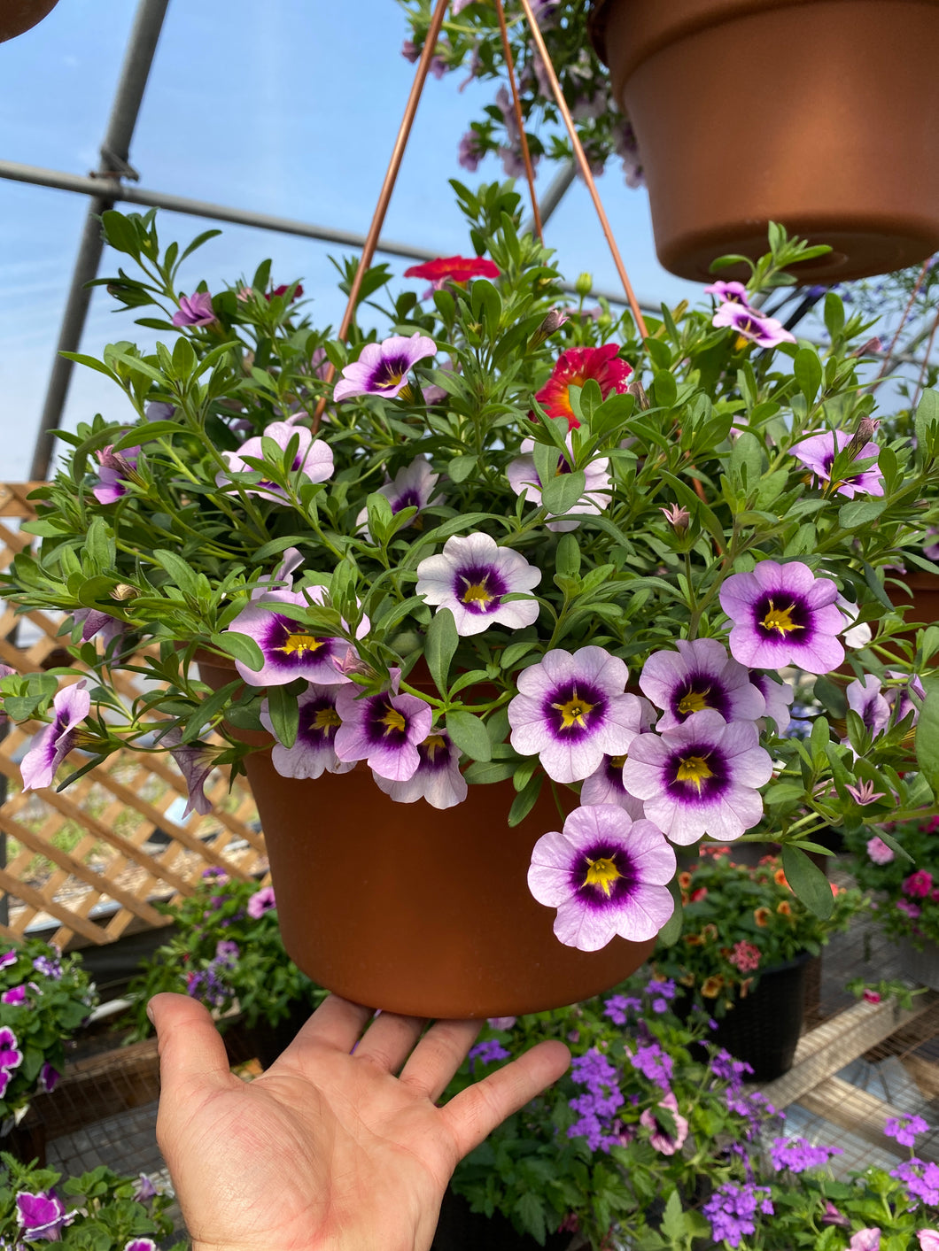 12” Mixed Hanging Basket