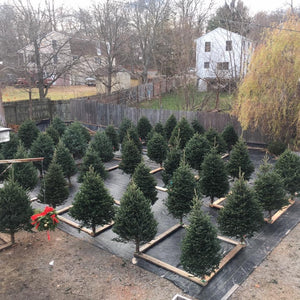 Premium Fresh Cut 7-8 Foot Balsam