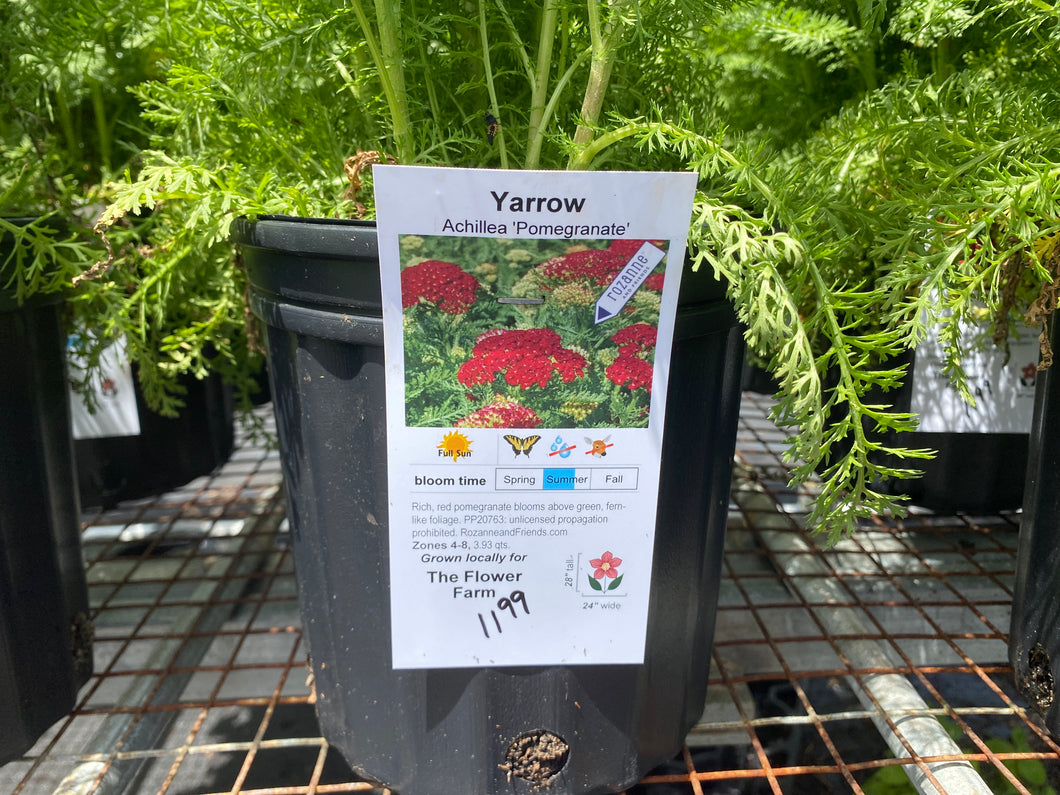 Yarrrow