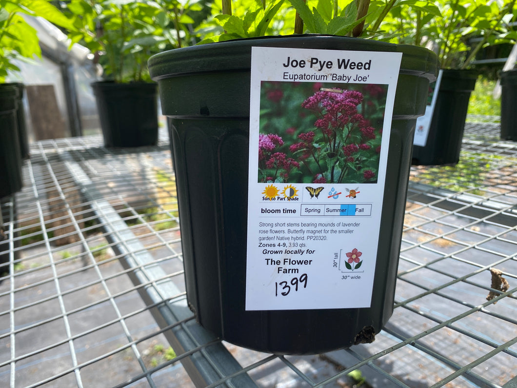 Joe Pye Weed