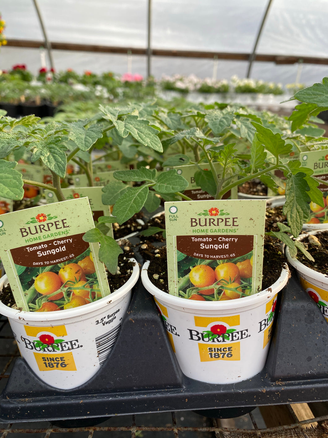 Sungold Cherry Tomato