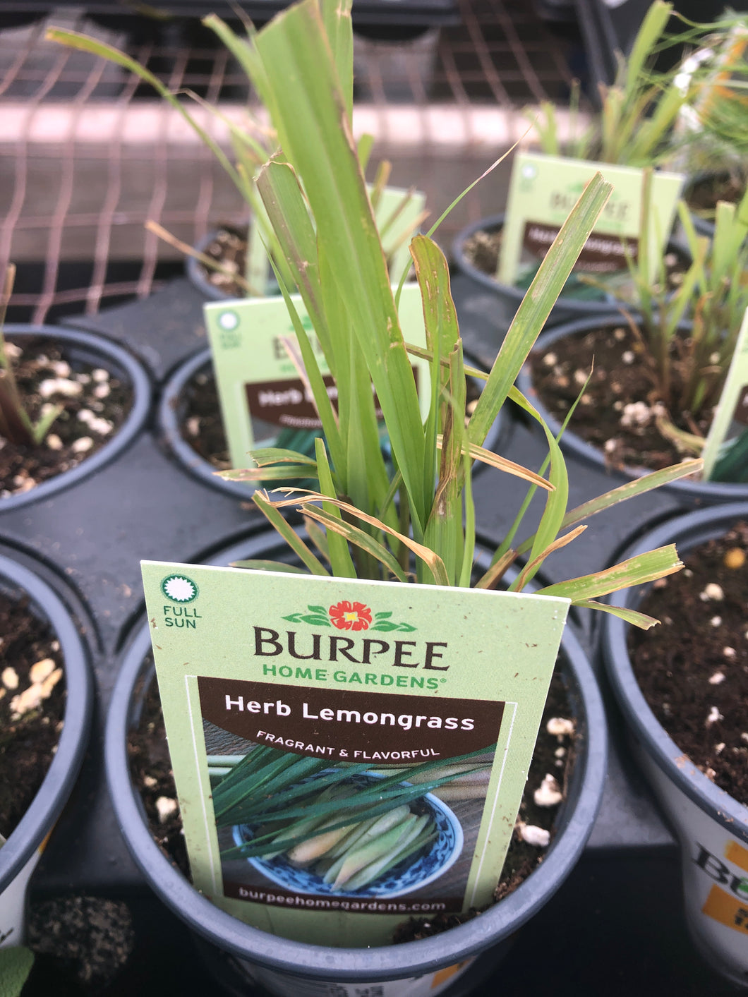 Lemon Grass