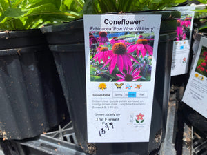 Coneflower