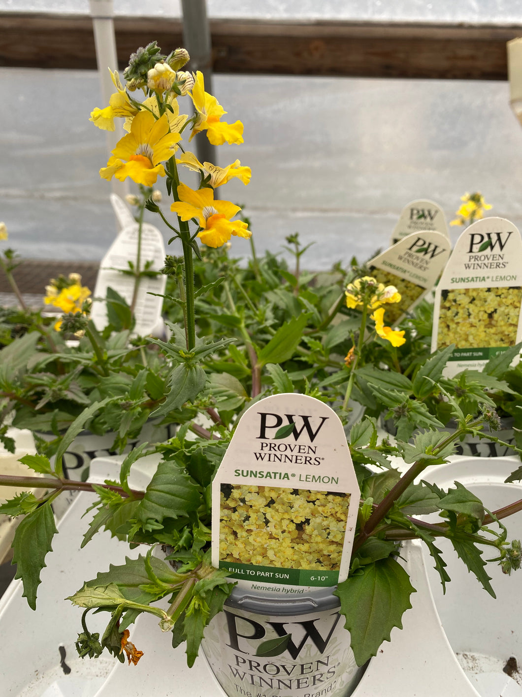 Proven Winners Sunsatia