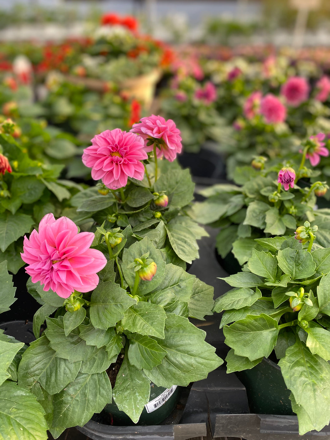 6” Pink Dahlia
