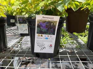 Barrenwort Epimedium
