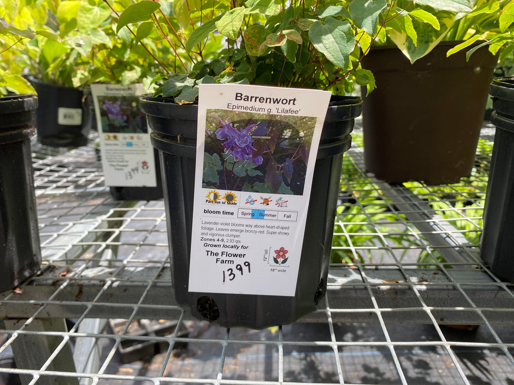 Barrenwort Epimedium