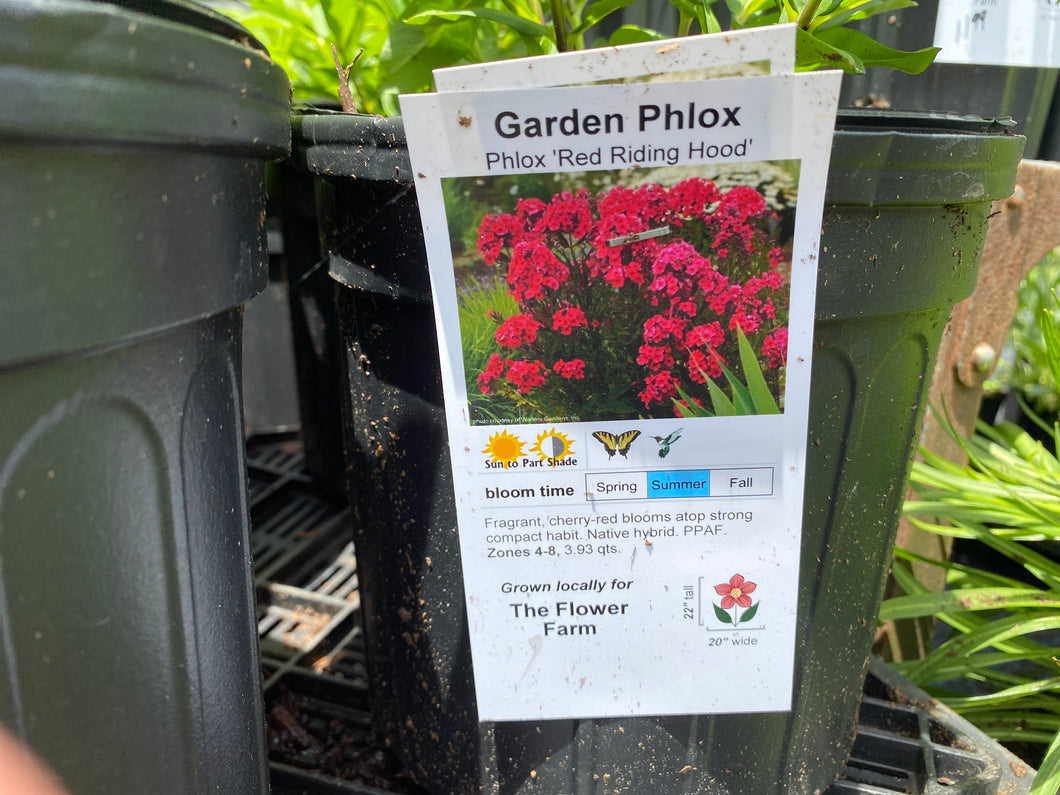 Garden Phlox