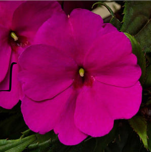 Quart Sunpatiens