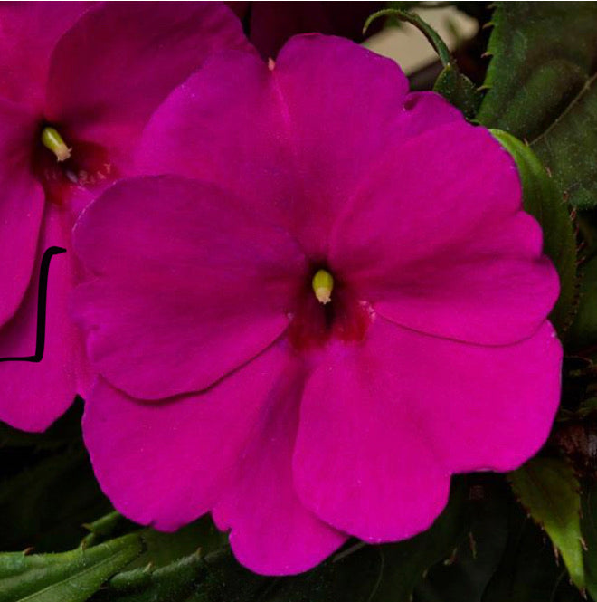 Quart Sunpatiens