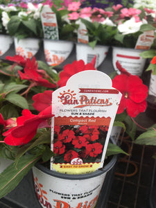 Quart Sunpatiens