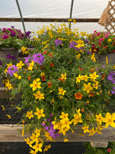 13” Mixed Patio Container