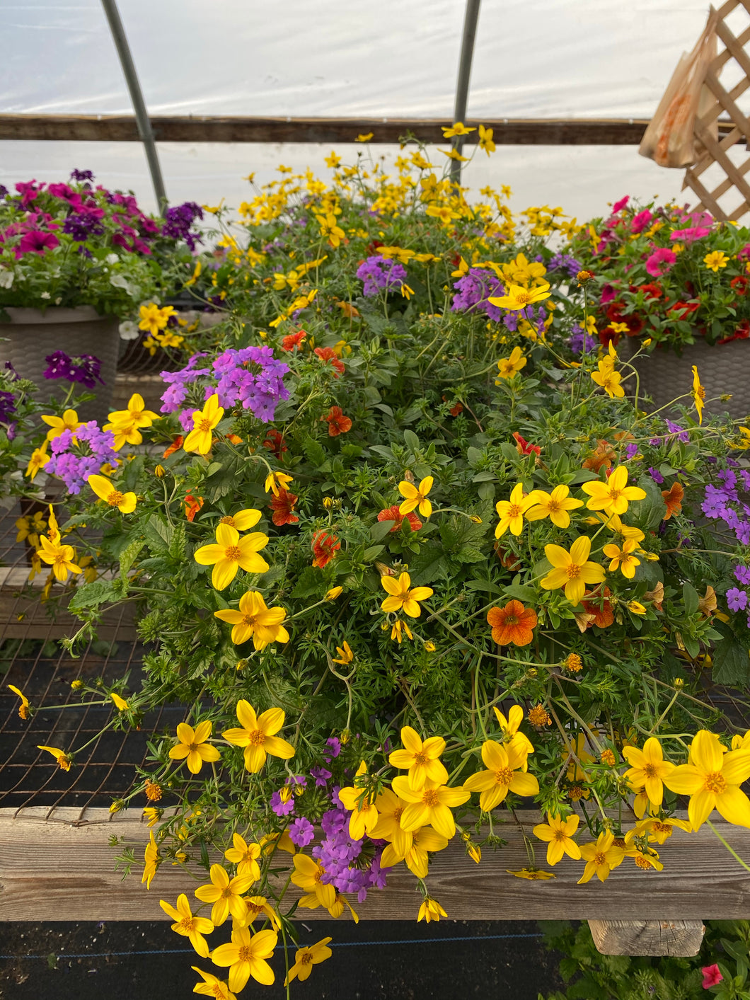 13” Mixed Patio Container