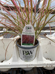 Proven Winners Graceful Grasses
