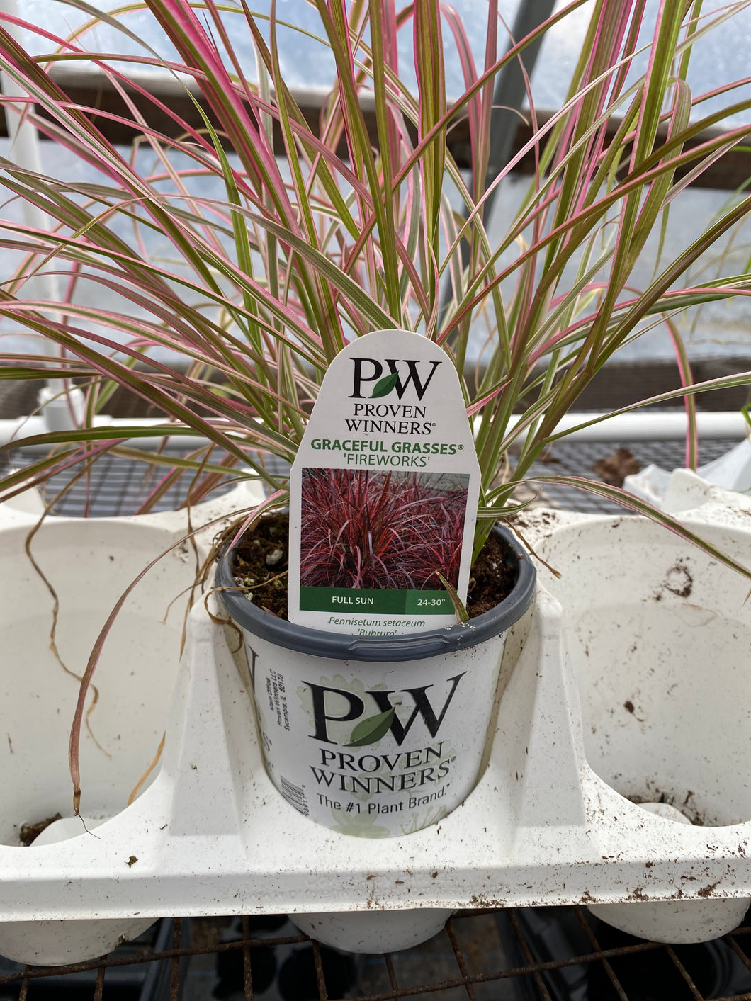 Proven Winners Graceful Grasses