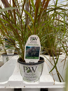 Proven Winners Graceful Grasses