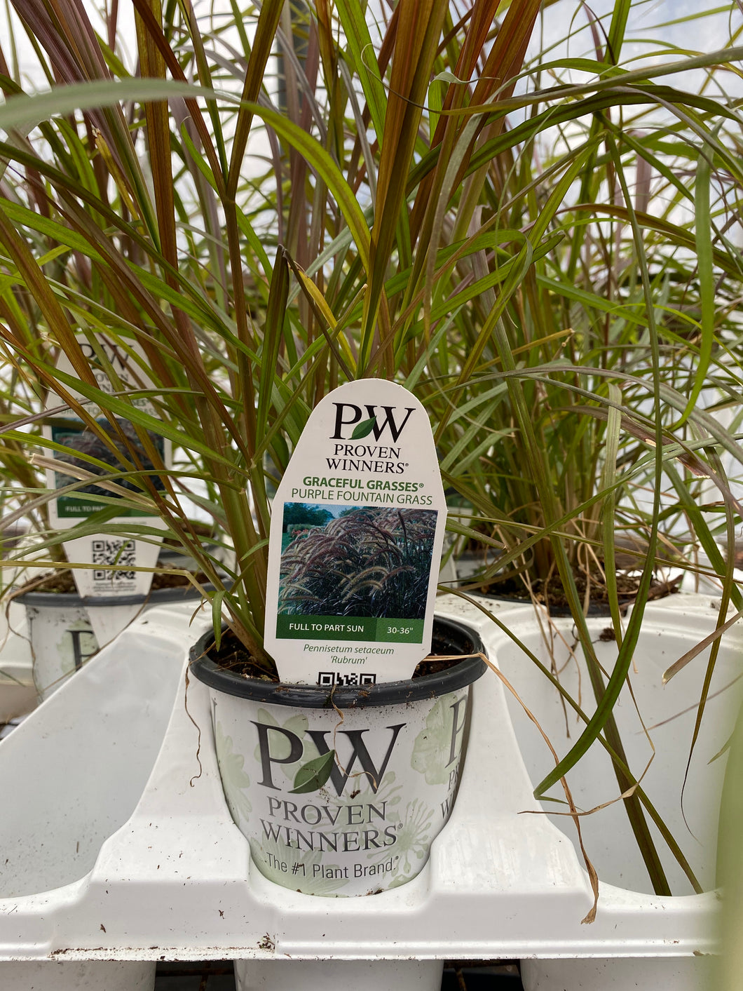 Proven Winners Graceful Grasses
