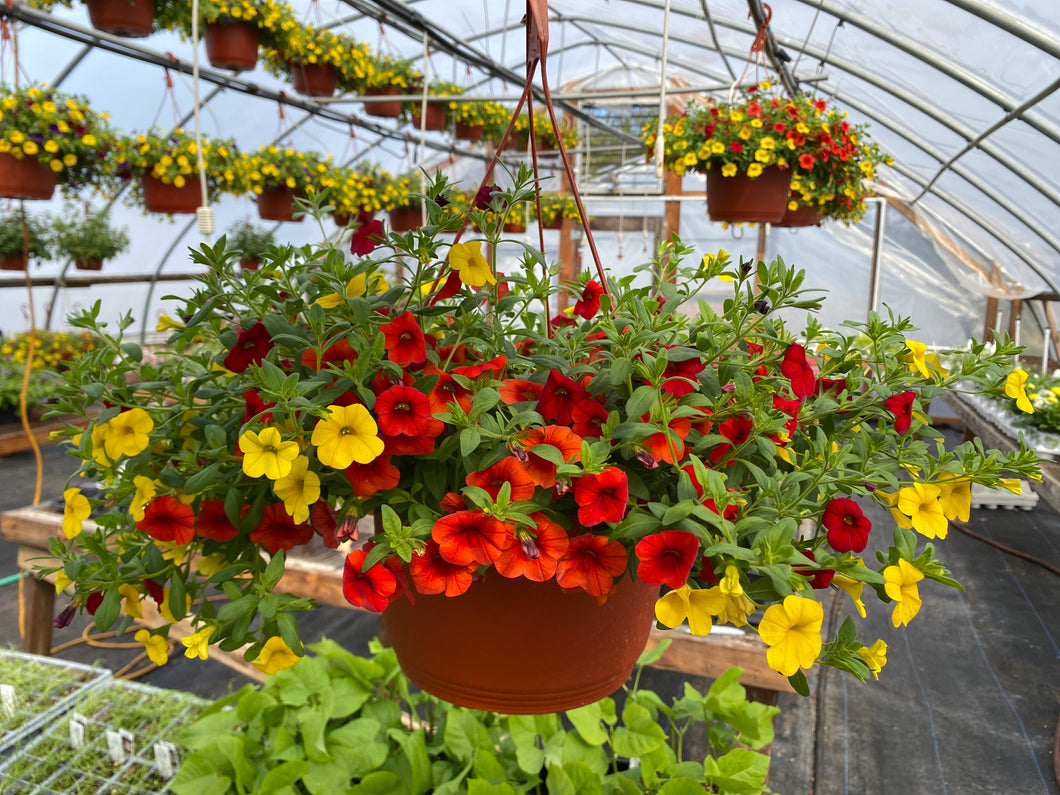 10” Calibrachoa Hanging Basket