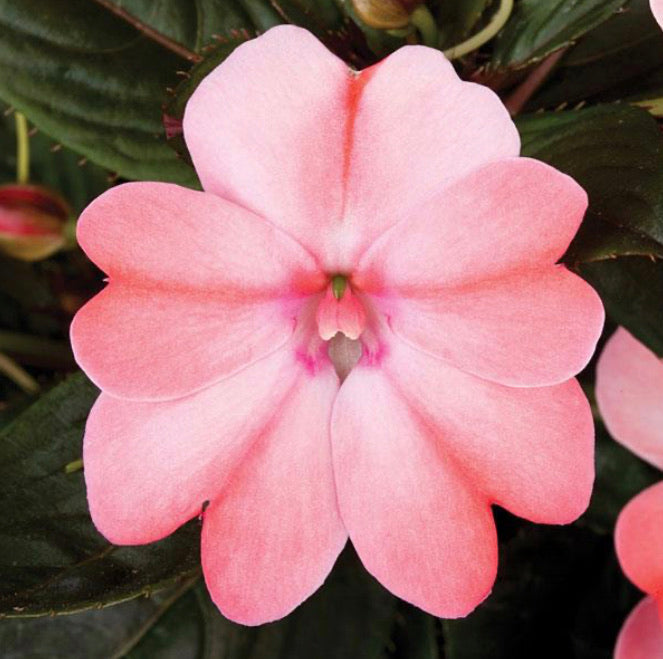 Quart Sunpatiens